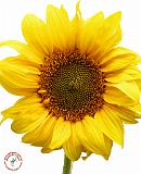 Sunflower 9Y055D-3